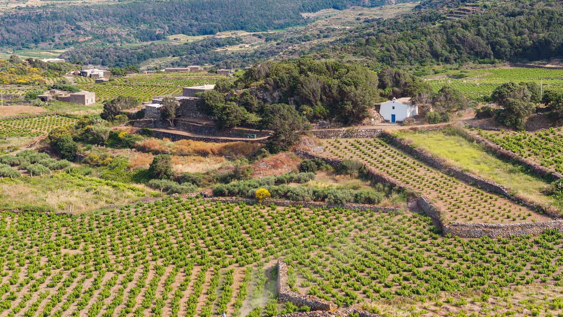 Veduta aerea di una chiesa bianca immersa tra vigneti e terrazzamenti in pietra nera, in un contesto rurale ricco di vegetazione sull’isola di Pantelleria.