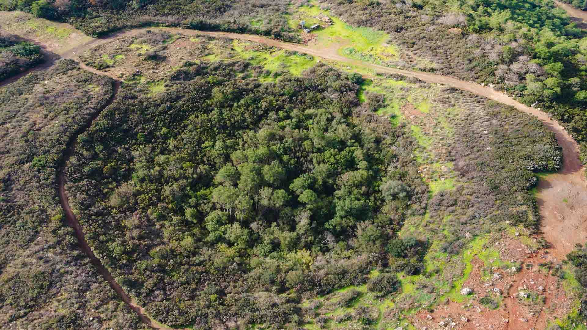 Veduta aerea della Cuddia Mida, antico cratere vulcanico ora ricoperto da una fitta vegetazione verde, circondato da sentieri sterrati e arbusti bassi in un paesaggio collinare.