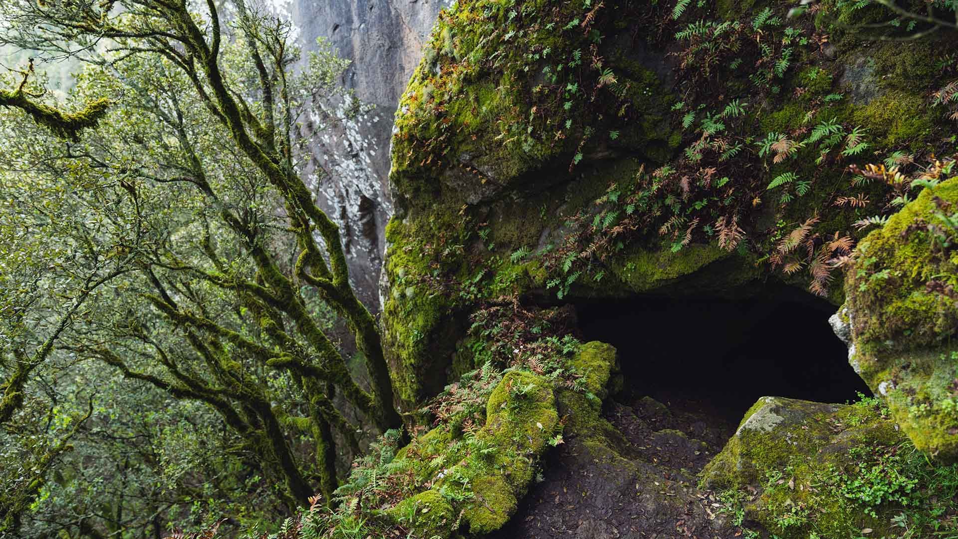 Ingresso di una grotta immersa in un fitto bosco, con rocce ricoperte di muschio verde brillante e felci rampicanti. L’apertura scura della cavità contrasta con la vegetazione lussureggiante e l’atmosfera umida e ombrosa del luogo, evocando mistero e avve