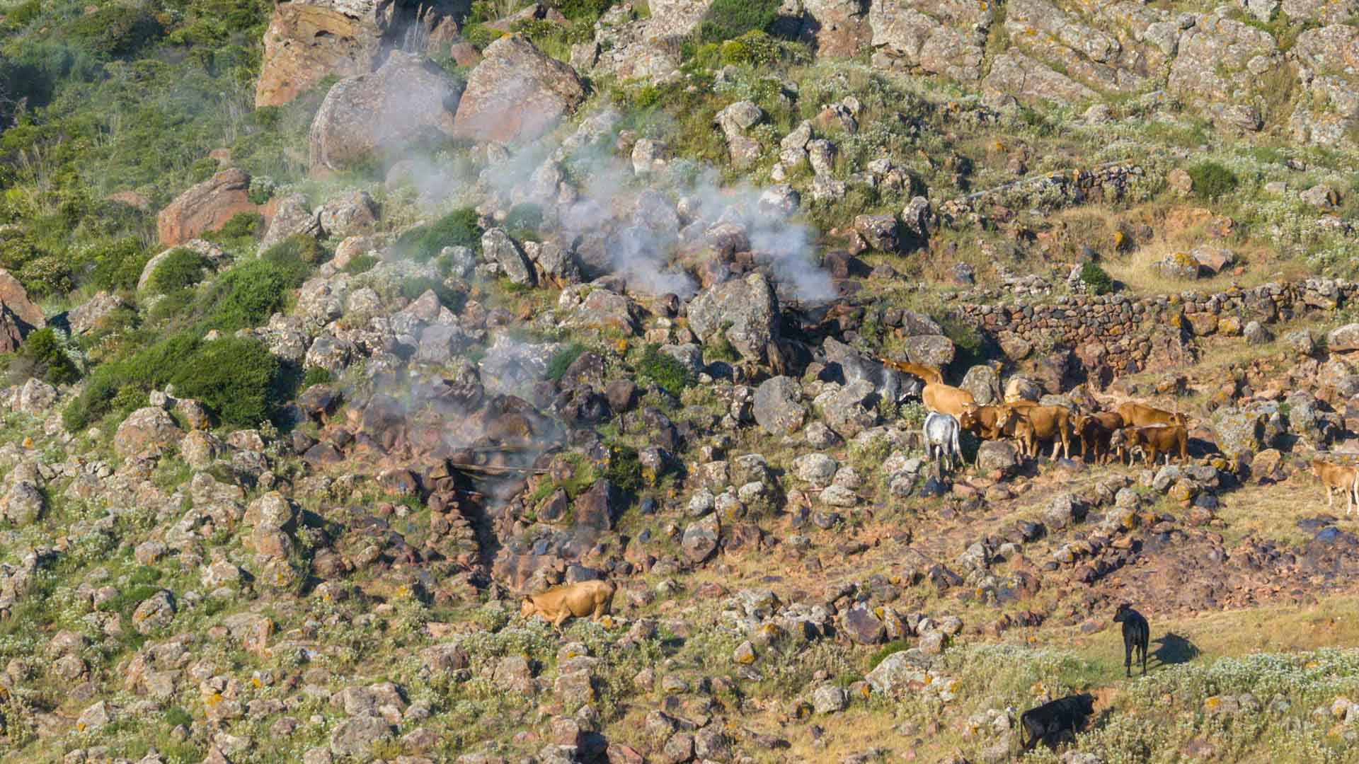 Pendio roccioso dell’isola di Pantelleria, caratterizzato da numerosi massi e vegetazione spontanea. Al centro si notano colonne di vapore che fuoriescono dal terreno, note come “favare”, tipiche emissioni geotermiche naturali. Sulla destra, un gruppo di 