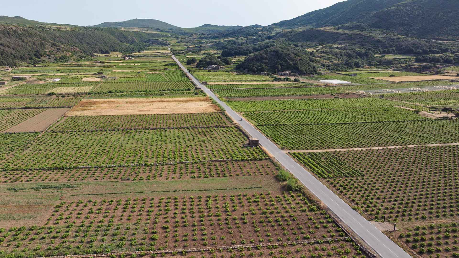 Veduta aerea di una valle coltivata con filari regolari di viti a basso fusto, tipici della viticoltura pantesca. Una strada asfaltata taglia i campi ordinati, incorniciati da muretti a secco, tra dolci colline verdeggianti nell’entroterra di Pantelleria.