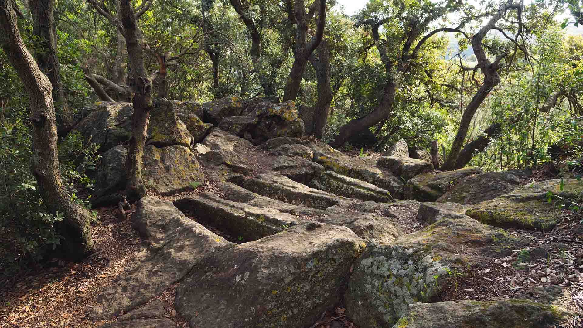 Antichi sepolcri scavati nella roccia, immersi in un fitto bosco di alberi e vegetazione. Le tombe hanno forme rettangolari allineate e sono incastonate nel suolo roccioso, ricoperte in parte da muschio e foglie secche.