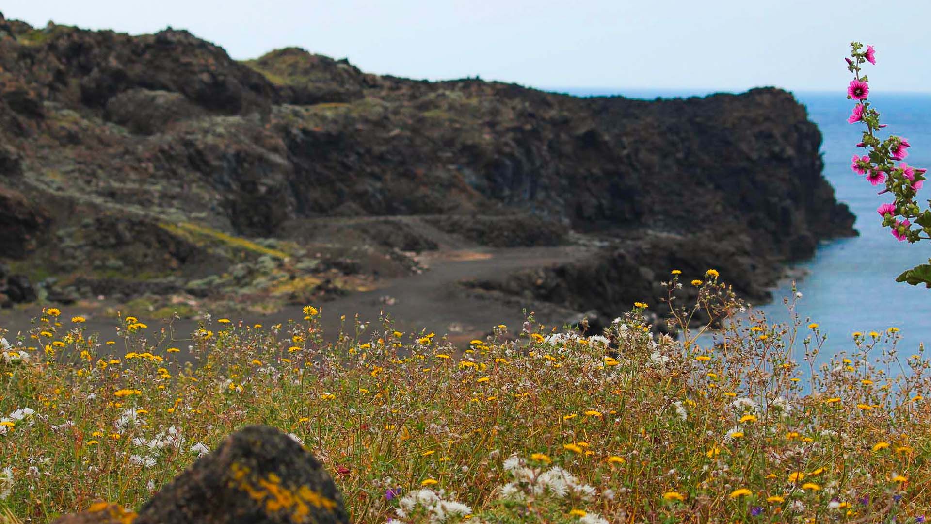 Paesaggio costiero di Pantelleria con rocce laviche scure, fiori selvatici colorati e il mare sullo sfondo sotto un cielo sereno.
