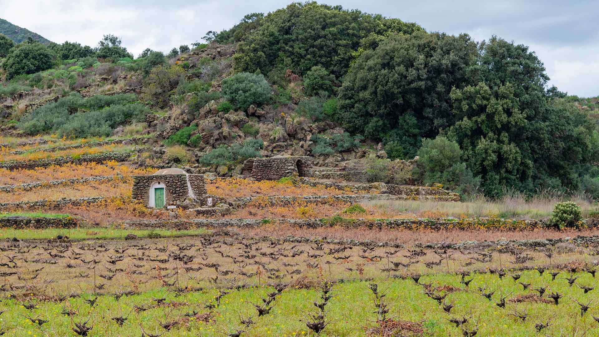 Paesaggio rurale di Pantelleria con vigneti, antichi dammusi in pietra e colline verdeggianti.