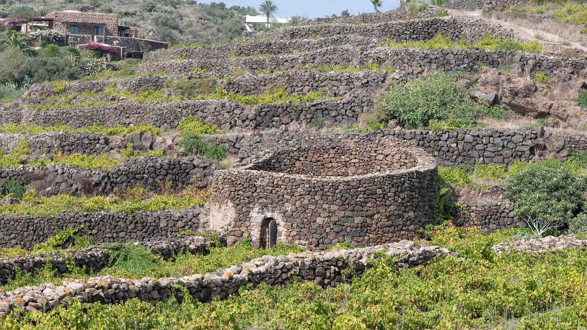 Vigneti terrazzati con muretti a secco e un antico dammuso circolare in pietra lavica nel paesaggio di Pantelleria.