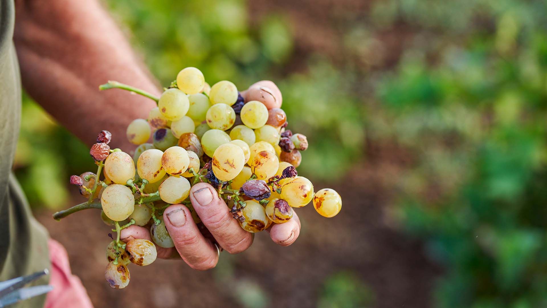 Mano che tiene un grappolo di uva Zibibbo, tipica di Pantelleria, con acini leggermente appassiti e muffa nobile.