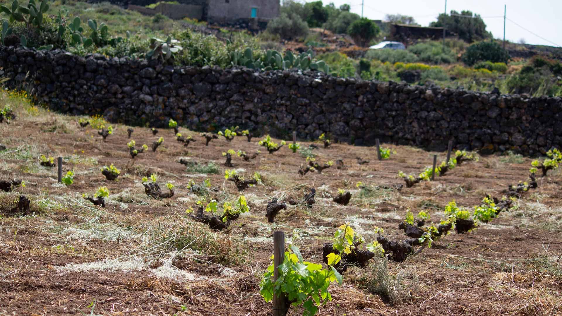 Giovani viti di Zibibbo che germogliano in un vigneto terrazzato di Pantelleria, protette da un muretto a secco.
