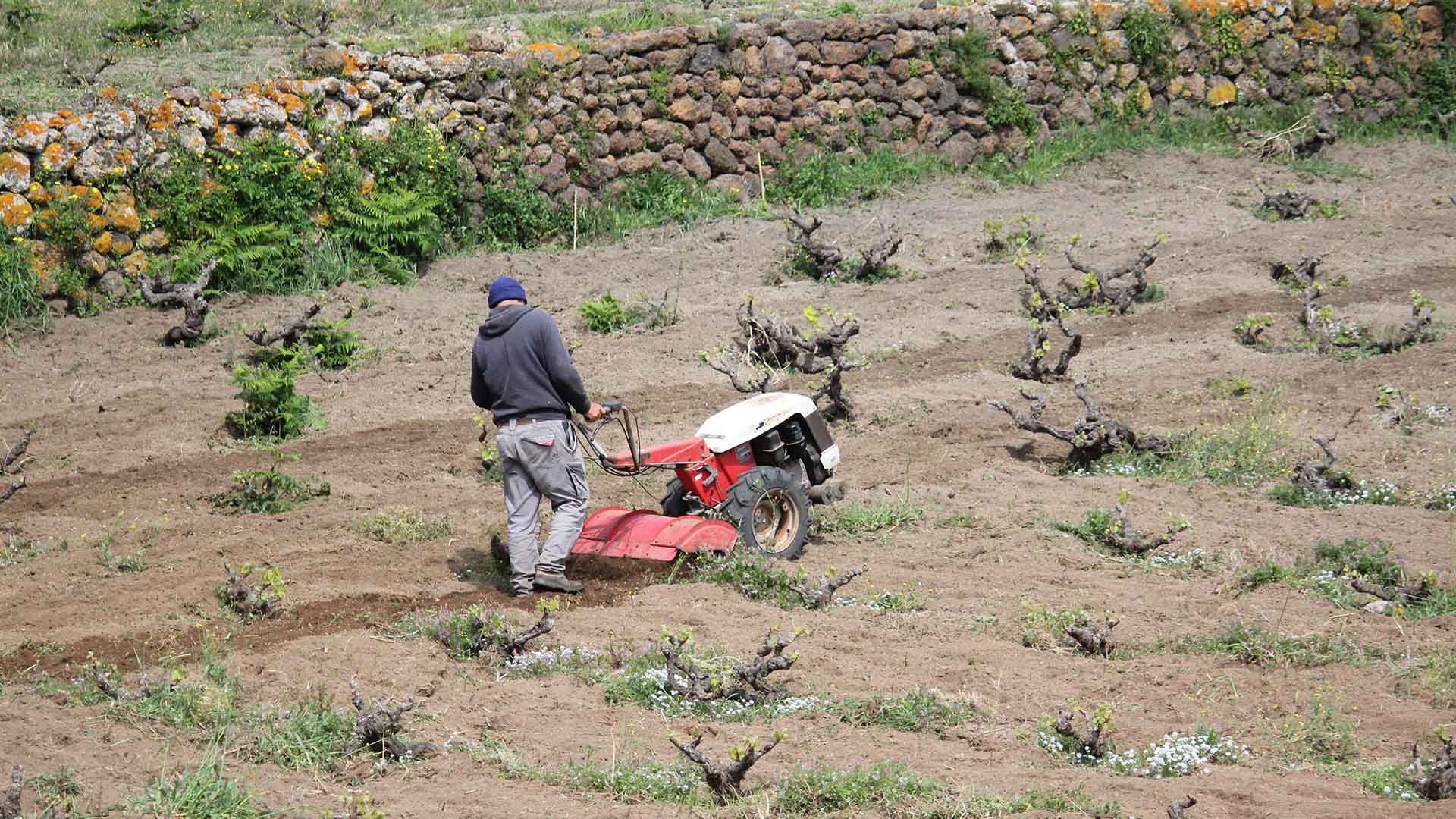 Agricoltore lavora la terra con un motocoltivatore Carraro in un vigneto terrazzato di Pantelleria, vicino a un muretto a secco.