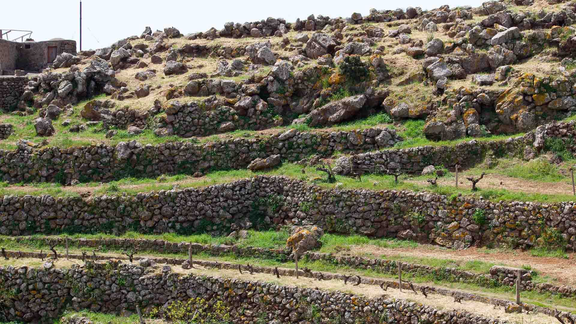 Terrazzamenti agricoli con vigne sorrette da muretti a secco sul terreno collinare di Pantelleria.