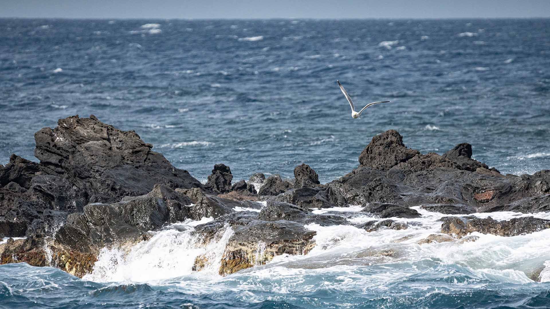 Gabbiano in volo sul mare mosso di Pantelleria, con scogli scuri battuti dalle onde sotto un cielo grigio.