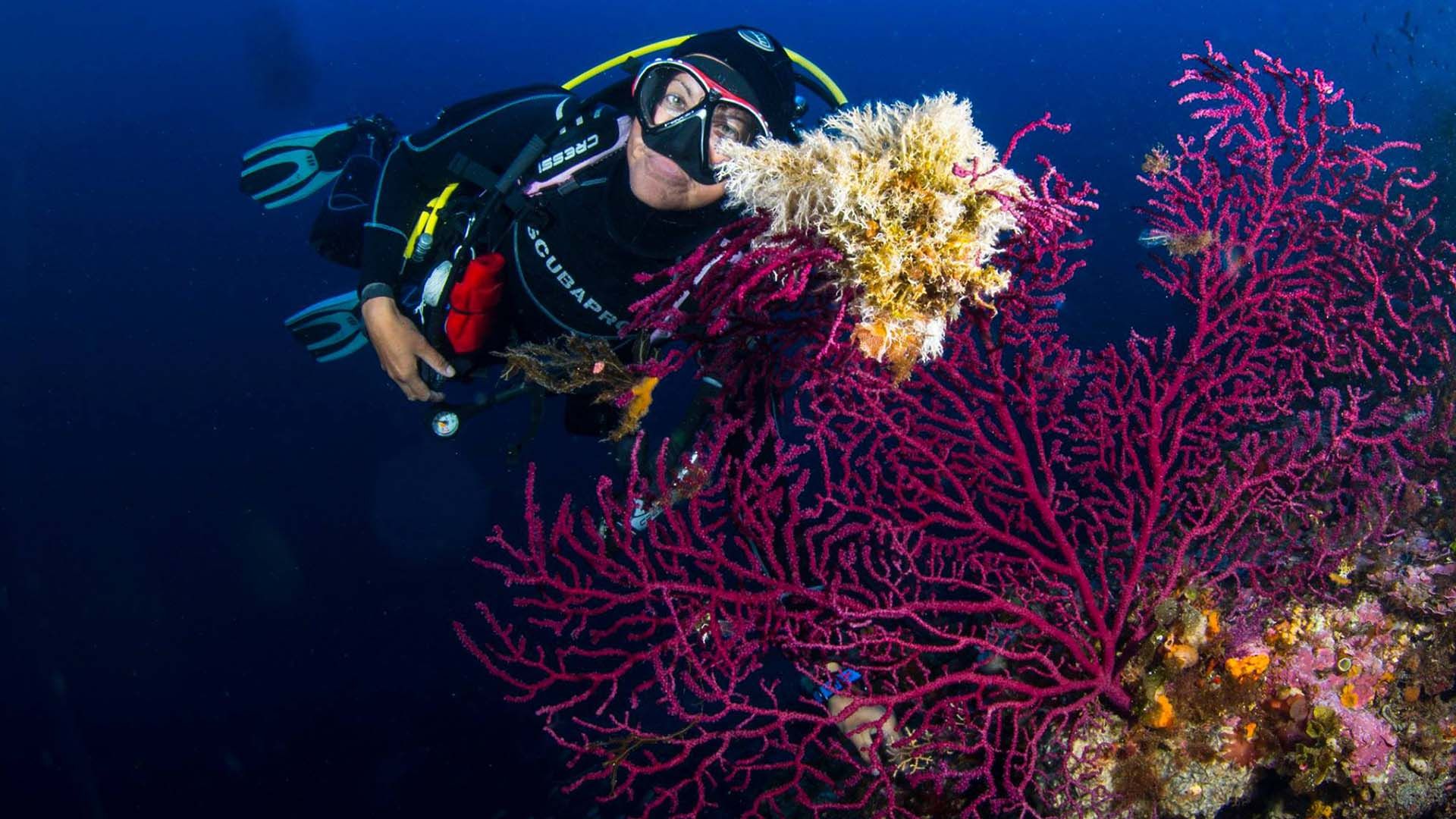 Subacqueo esplora la gorgonia rossa e gialla nei ricchi fondali marini di Pantelleria.