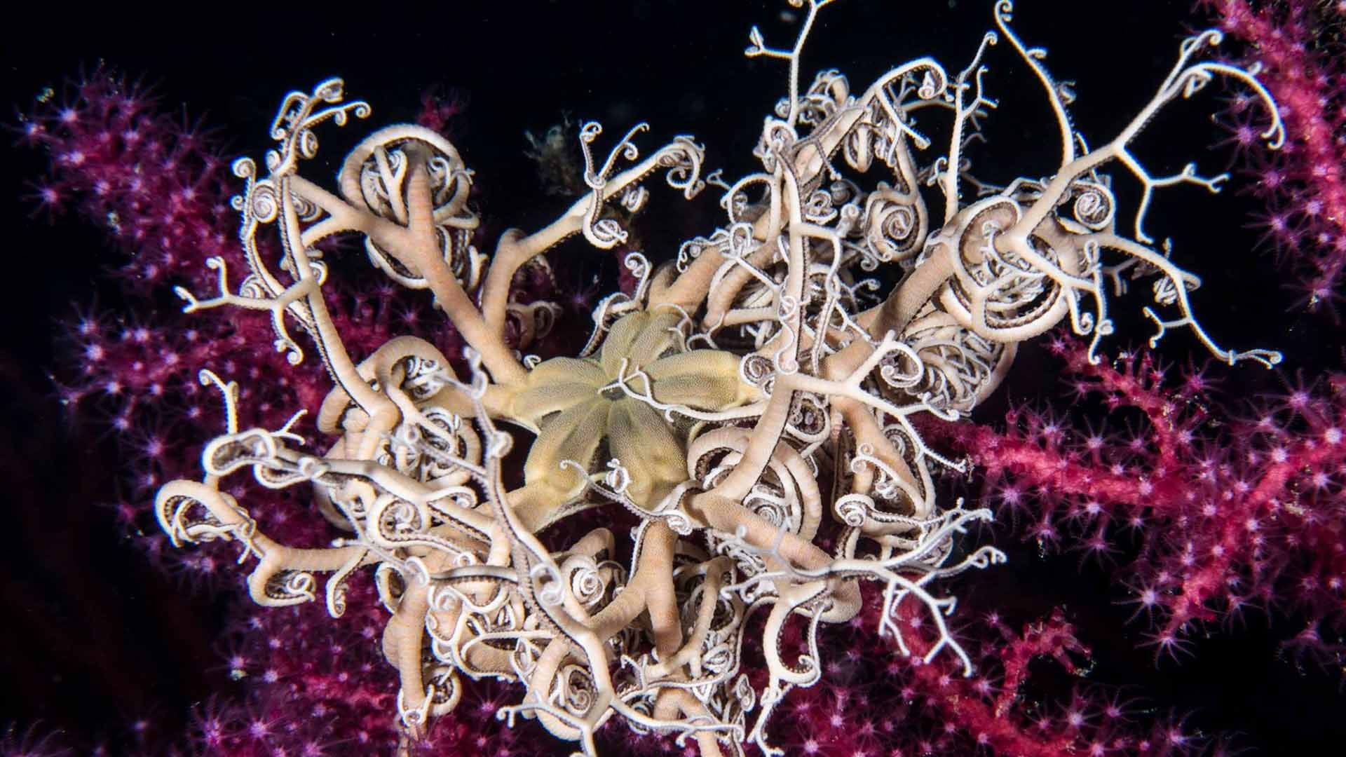 Stella marina gorgonocefalo su corallo molle nei fondali marini di Pantelleria.