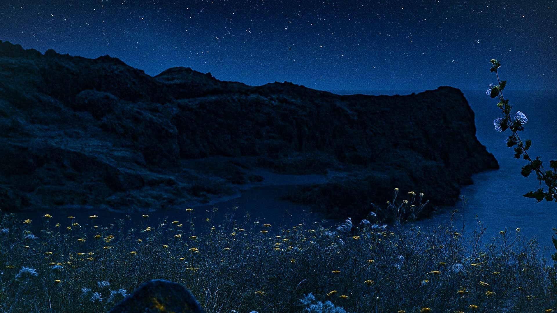 Fiori selvatici illuminati dalla luce lunare tra le scogliere, con il cielo stellato sopra una cala nascosta di Pantelleria